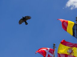 Grossglocknergebiet - Alpendohle